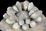 Fossil Club Urchin (Firmacidaris) - Jurassic #76382-2